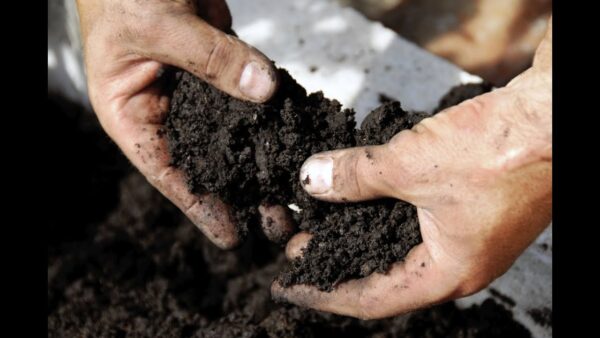 Hướng dẫn cách ủ đất trồng cây