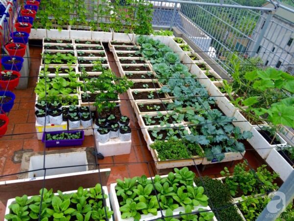 Lợi ích khi trồng rau sạch tại nhà trên sân thượng 